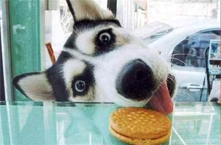 Faith like a Dog's Breakfast - Ordinary20A